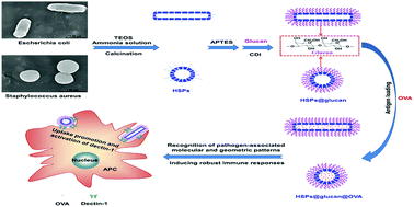 Graphical abstract: Antigen uptake and immunoadjuvant activity of pathogen-mimetic hollow silica particles conjugated with β-glucan