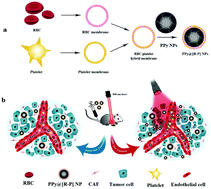 Graphical abstract: Erythrocyte–platelet hybrid membranes coating polypyrrol nanoparticles for enhanced delivery and photothermal therapy