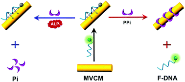 Graphical abstract: Pyrophosphate ion-triggered competitive displacement of ssDNA from a metal–organic framework and its application in fluorescent sensing of alkaline phosphatase