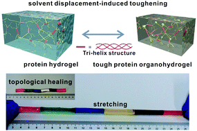Graphical abstract: Tough protein organohydrogels