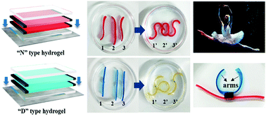 Graphical abstract: Bilayer hydrogel mixed composites that respond to multiple stimuli for environmental sensing and underwater actuation