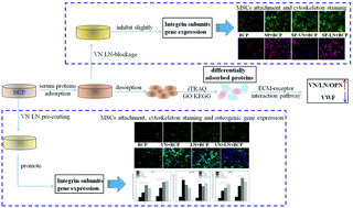 Graphical abstract: A serum protein adsorption profile on BCP ceramics and influence of the elevated adsorption of adhesive proteins on the behaviour of MSCs