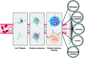 Graphical abstract: Platelets and their biomimetics for regenerative medicine and cancer therapies