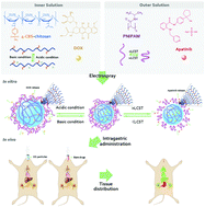Graphical abstract: Thermo/pH dual-responsive core–shell particles for apatinib/doxorubicin controlled release: preparation, characterization and biodistribution