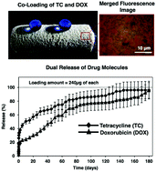 Graphical abstract: Simultaneous and controlled release of two different bioactive small molecules from nature inspired single material