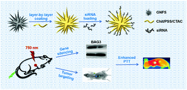 Graphical abstract: Flower-like gold nanoparticles for enhanced photothermal anticancer therapy by the delivery of pooled siRNA to inhibit heat shock stress response
