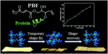 Graphical abstract: A biodegradable functional water-responsive shape memory polymer for biomedical applications