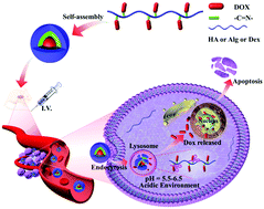 Graphical abstract: Screening of pH-responsive long-circulating polysaccharide–drug conjugate nanocarriers for antitumor applications