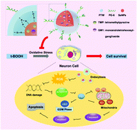 Graphical abstract: Designing multifunctionalized selenium nanoparticles to reverse oxidative stress-induced spinal cord injury by attenuating ROS overproduction and mitochondria dysfunction