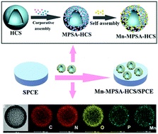 Graphical abstract: Carbon-mediated synthesis of shape-controllable manganese phosphate as nanozymes for modulation of superoxide anions in HeLa cells