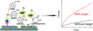 Graphical abstract: An enzyme cascade-based electrochemical immunoassay using a polydopamine–carbon nanotube nanocomposite for signal amplification