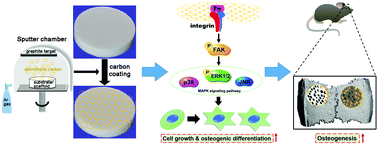 Graphical abstract: Amorphous carbon modification on implant surface: a general strategy to enhance osteogenic differentiation for diverse biomaterials via FAK/ERK1/2 signaling pathways