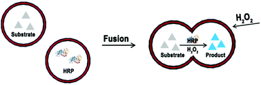 Graphical abstract: Self-constructing giant vesicles for mimicking biomembrane fusion and acting as enzymatic catalysis microreactors