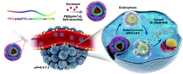 Graphical abstract: Enzymatic synthesis of PEG–poly(amine-co-thioether esters) as highly efficient pH and ROS dual-responsive nanocarriers for anticancer drug delivery