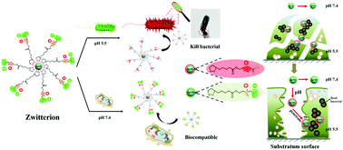 Graphical abstract: Silver nanoparticles with pH induced surface charge switchable properties for antibacterial and antibiofilm applications