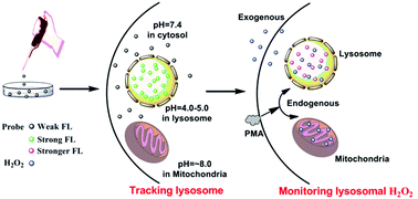 Graphical abstract: A selenamorpholine-based redox-responsive fluorescent probe for targeting lysosome and visualizing exogenous/endogenous hydrogen peroxide in living cells and zebrafish