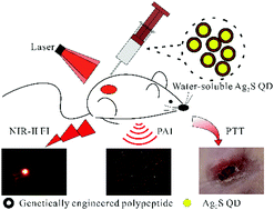 Graphical abstract: In situ aqueous synthesis of genetically engineered polypeptide-capped Ag2S quantum dots for second near-infrared fluorescence/photoacoustic imaging and photothermal therapy