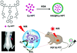 Graphical abstract: Self-assembly of nanoparticles by human serum albumin and photosensitizer for targeted near-infrared emission fluorescence imaging and effective phototherapy of cancer