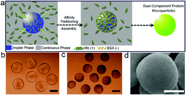 Graphical abstract: Development of dual-component protein microparticles in all-aqueous systems for biomedical applications