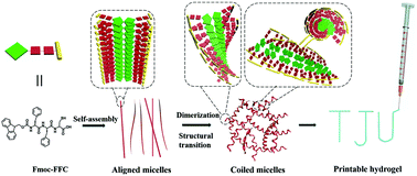 Graphical abstract: Disulfide crosslinking and helical coiling of peptide micelles facilitate the formation of a printable hydrogel