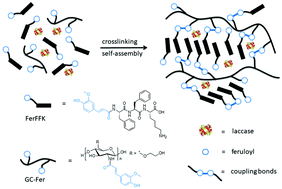 Graphical abstract: Enzymatic crosslinking to fabricate antioxidant peptide-based supramolecular hydrogel for improving cutaneous wound healing