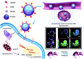 Graphical abstract: Precise delivery of a multifunctional nanosystem for MRI-guided cancer therapy and monitoring of tumor response by functional diffusion-weighted MRI