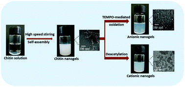 Graphical abstract: A simple mechanical agitation method to fabricate chitin nanogels directly from chitin solution and subsequent surface modification