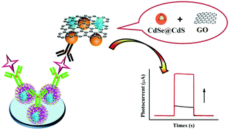 Graphical abstract: An amplification label of core–shell CdSe@CdS QD sensitized GO for a signal-on photoelectrochemical immunosensor for amyloid β-protein