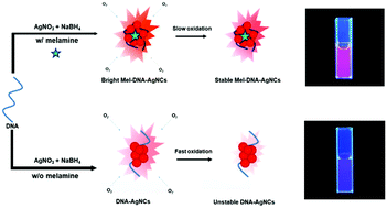 Graphical abstract: Melamine-promoted formation of bright and stable DNA–silver nanoclusters and their antimicrobial properties