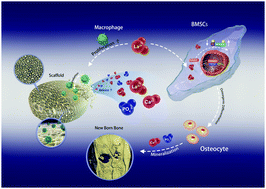 Graphical abstract: La-Doped biomimetic scaffolds facilitate bone remodelling by synchronizing osteointegration and phagocytic activity of macrophages