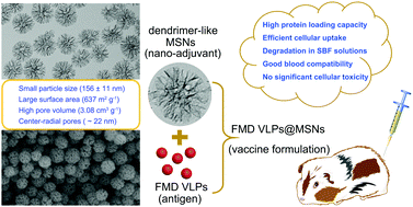 Graphical abstract: Uniform dendrimer-like mesoporous silica nanoparticles as a nano-adjuvant for foot-and-mouth disease virus-like particle vaccine