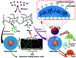 Graphical abstract: Hyaluronic acid mediated biomineralization of multifunctional ceria nanocomposites as ROS scavengers and tumor photodynamic therapy agents