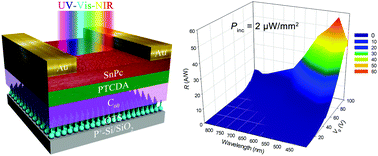 Graphical abstract: Broadband organic phototransistor with high photoresponse from ultraviolet to near-infrared realized via synergistic effect of trilayer heterostructure