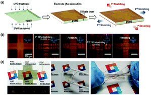 Graphical abstract: Crisscross-designed piezoresistive strain sensors with a cracked microtectonic architecture for direction-selective tensile perception