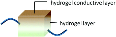 Graphical abstract: Highly stretchable and fatigue resistant hydrogels with low Young's modulus as transparent and flexible strain sensors