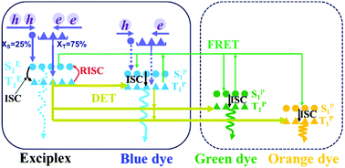 Graphical abstract: Improvement of efficiency and its roll-off at high brightness in white organic light-emitting diodes by strategically managing triplet excitons in the emission layer