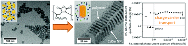 Graphical abstract: Electronic transport in CdSe nanoplatelet based polymer fibres