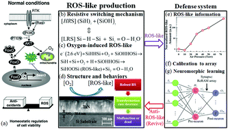 Graphical abstract: Beyond SiOx: an active electronics resurgence and biomimetic reactive oxygen species production and regulation from mitochondria