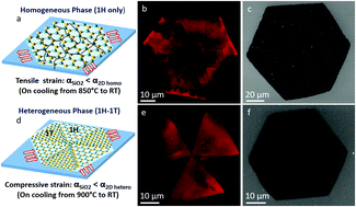 Graphical abstract: Competing thermal expansion mismatch and lattice strain engineered growth of crack free WS2 in-plane heterostructures