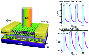 Graphical abstract: High-performance lead-free two-dimensional perovskite photo transistors assisted by ferroelectric dielectrics