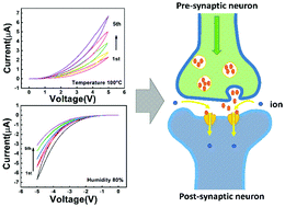 Graphical abstract: Synapse behavior characterization and physical mechanism of a TiN/SiOx/p-Si tunneling memristor device