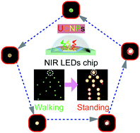 Graphical abstract: External current-controlled dynamic display by integrating upconversion micro-disks with power density-dependent color into NIR luminescent diodes