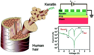 Graphical abstract: Human hair keratin for physically transient resistive switching memory devices