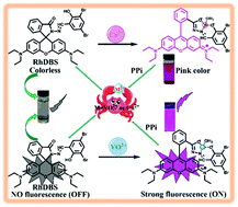 Graphical abstract: Simple and efficient rhodamine-derived VO2+ and Cu2+-responsive colorimetric and reversible fluorescent chemosensors toward the design of multifunctional materials