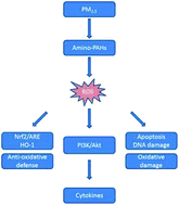 Graphical abstract: Amino-PAHs activated Nrf2/ARE anti-oxidative defense system and promoted inflammatory responses: the regulation of PI3K/Akt pathway