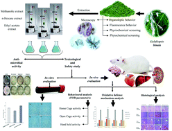 Graphical abstract: Pharmacognostic and pharmacological evaluation of Eulaliopsis binata plant extracts by measuring in vitro/in vivo safety profile and anti-microbial potential