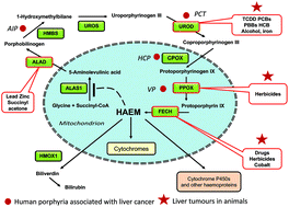 Graphical abstract: The association between chemical-induced porphyria and hepatic cancer