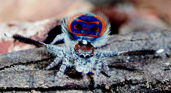 Graphical abstract: Anticancer, antimicrobial, and analgesic activities of spider venoms