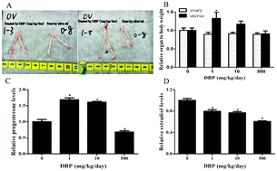 Graphical abstract: NF-κB-vimentin is involved in steroidogenesis stimulated by di-n-butyl phthalate in prepubertal female rats