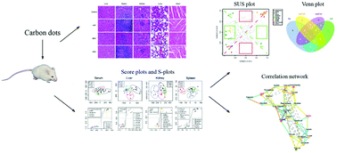 Graphical abstract: In vivo toxicology of carbon dots by 1H NMR-based metabolomics